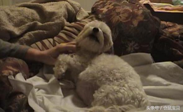 为什么母狗要把自己的小狗咬死,母狗为什么会咬死自己的小狗