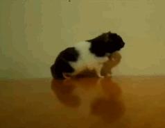 仓鼠拉肚子该如何治疗,仓鼠拉肚子怎么喂蒙脱石散