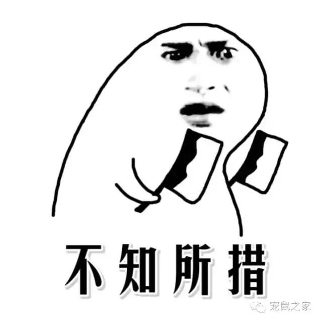 写给猪猪小情书,盘点猪猪最好听的歌