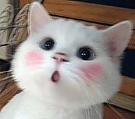 写给猪猪小情书,盘点猪猪最好听的歌