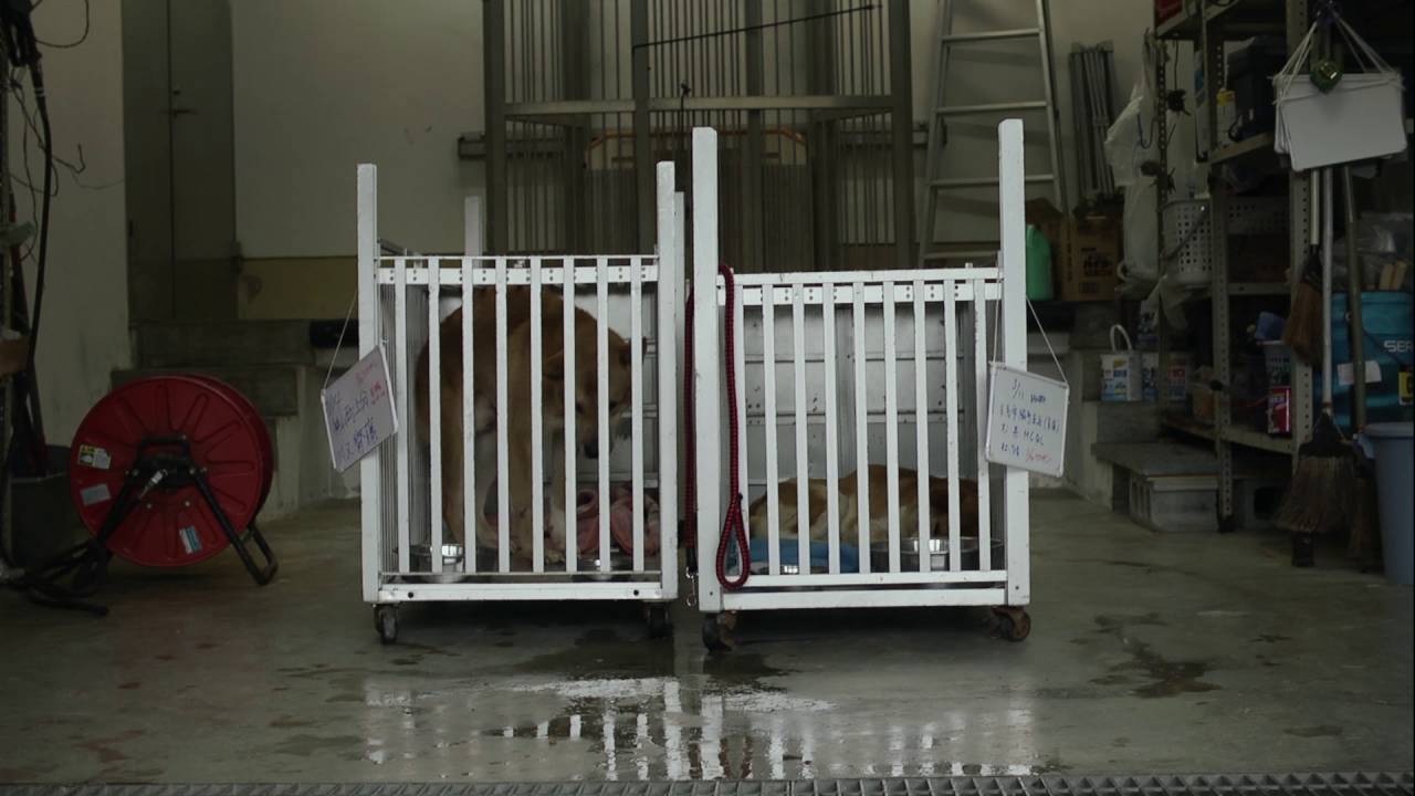 捕杀流浪猫狗的国家,大量捕杀流浪猫犯法吗