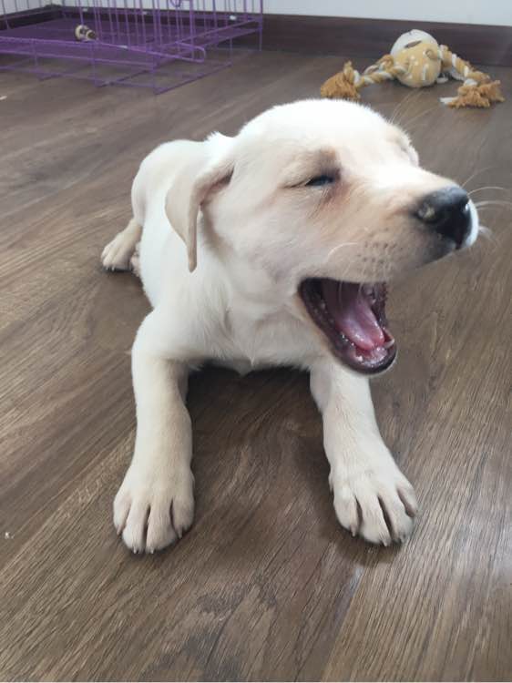 狗市买三个月的拉布拉多,拉布拉多幼犬去宠物店洗澡多少钱