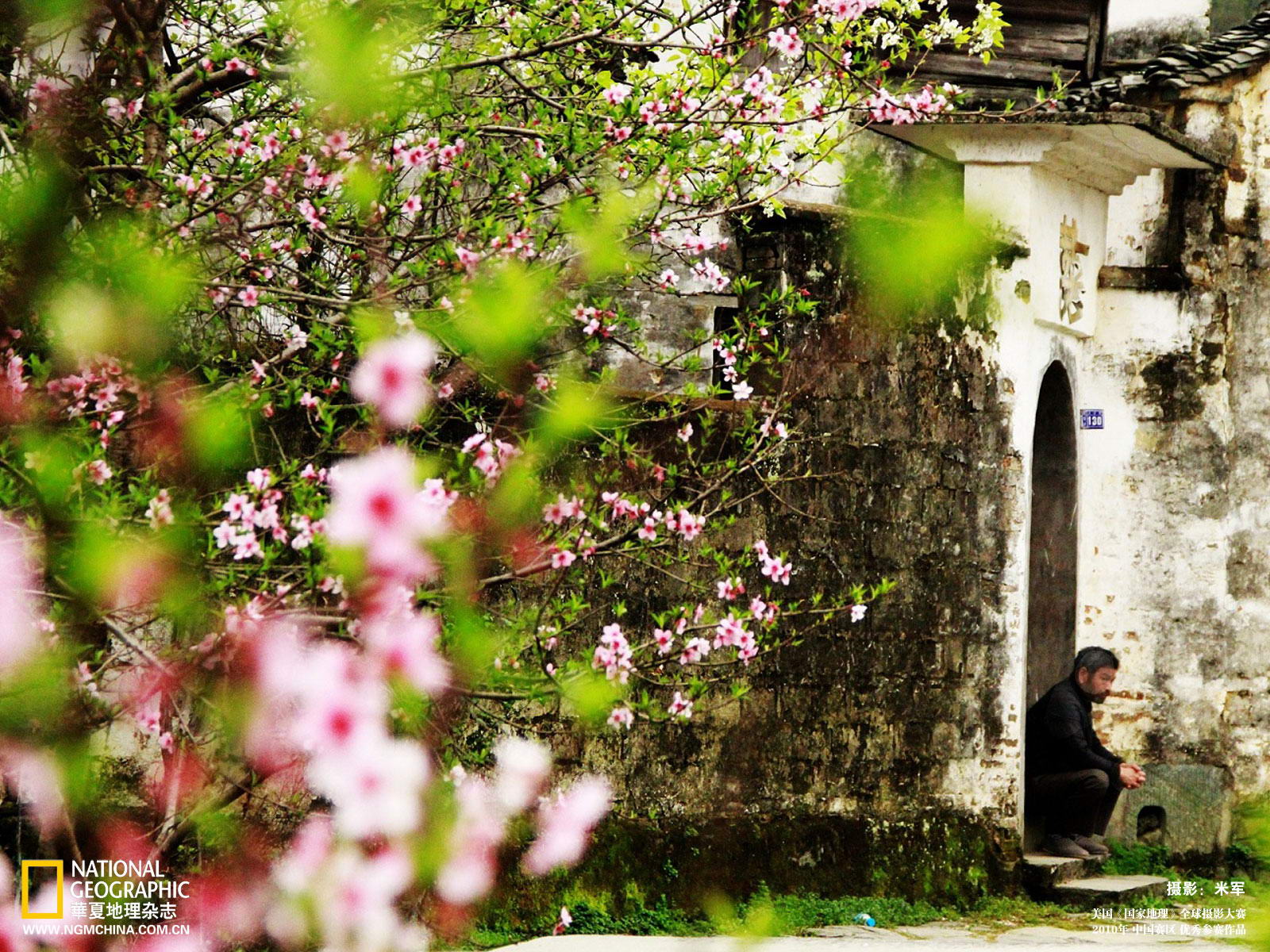 日本雪松树木,日本雪松简介