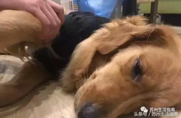 撸猫撸狗好去处苏州,苏州可以撸猫的园