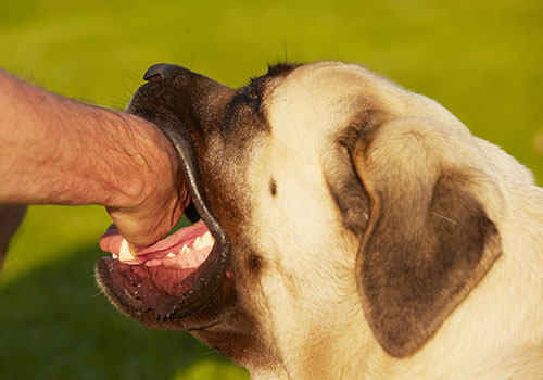 被狗咬伤打了疫苗九年会狂犬病吗,被狗咬伤打了疫苗还会得狂犬病吗