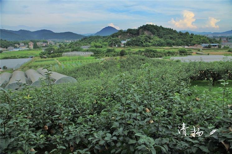18年的田间记录，书写G20特供蜜梨的成长历程