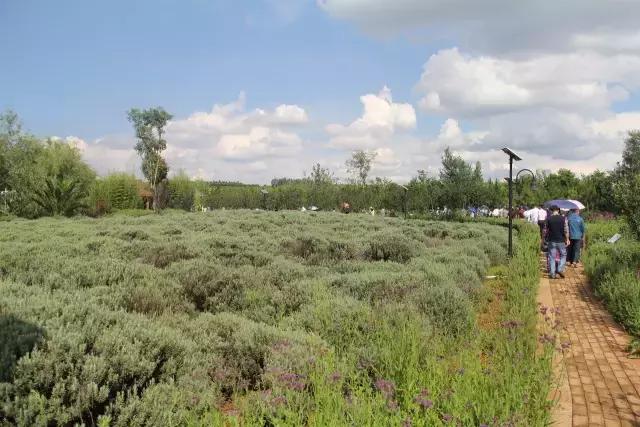 云南花海之行,云南花海基地旅游攻略