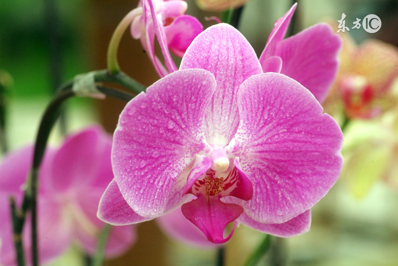 女子顺走天价花,女子顺走50万彩礼