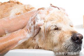 王思聪可以带狗上飞机吗 (王思聪飞机可以带狗吗)