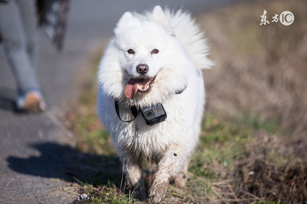 新手怎么养萨摩耶犬,新手怎么养萨摩耶驱虫