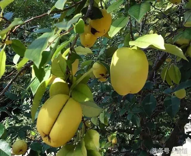 鹅梨帐中香青韵香道套装,除了鹅梨香还有什么香好闻