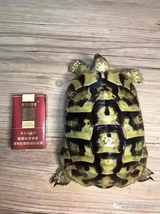 赫曼什么时候繁殖,赫曼繁殖方法