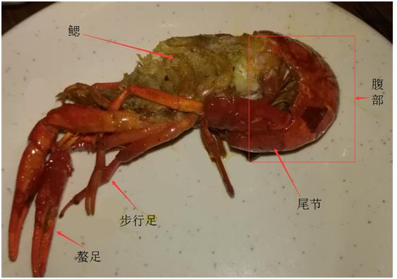 大学小龙虾养殖专业,大学里有小龙虾专业吗