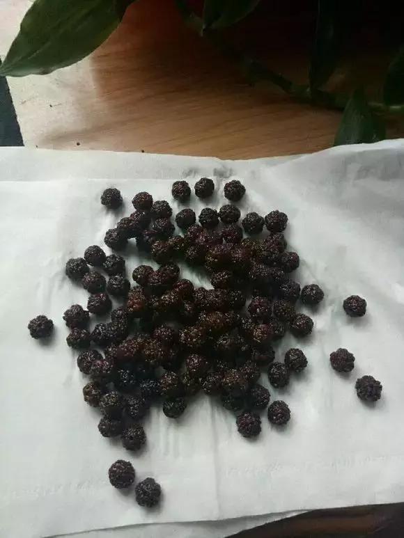 最近直播金刚菩提,金刚菩提水煮变色