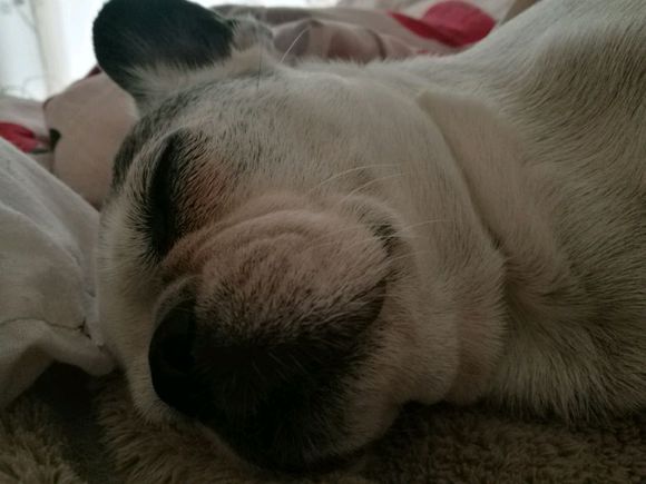 法斗和柯基能生出来什么,柯基和法斗生出的狗狗