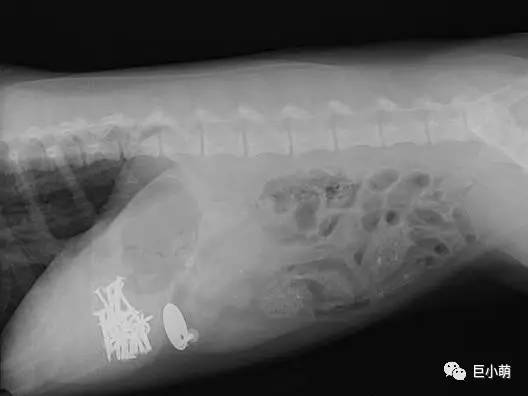 狗狗吞食异物如何知道它是否吐完,如果狗狗看见地上的食物吃怎么办