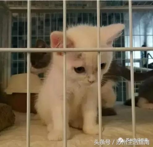 撸猫撸狗好去处苏州,苏州可以撸猫的园