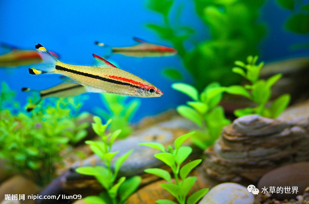 草缸最合适的灯科鱼,观赏草缸小鱼品种介绍