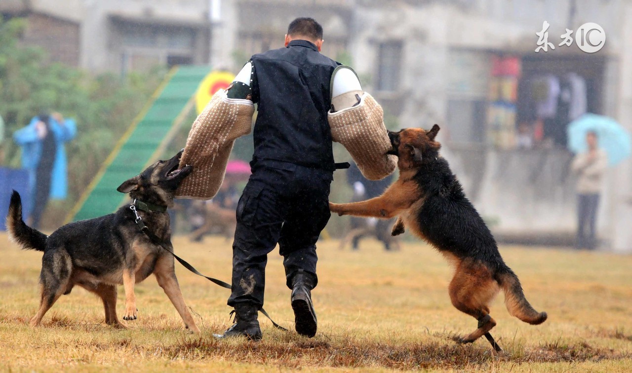 德国牧羊犬怎么喂养德牧幼犬,德国牧羊犬和边牧哪个更适合家养