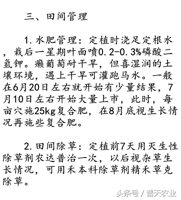 癞葡萄的种植方法和时间,癞葡萄怎么种植