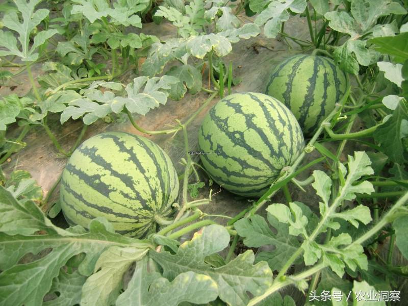 2019年5月7日全国西瓜价格,2018年7月中旬西瓜价格