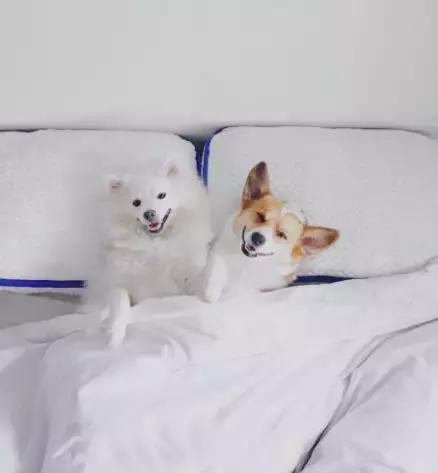 养了一只柯基,养了一只柯基和博美