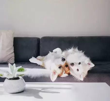 养了一只柯基,养了一只柯基和博美