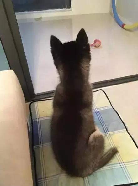 网购时商家送了个小面膜,没想这么小,给猫试了下,结果……