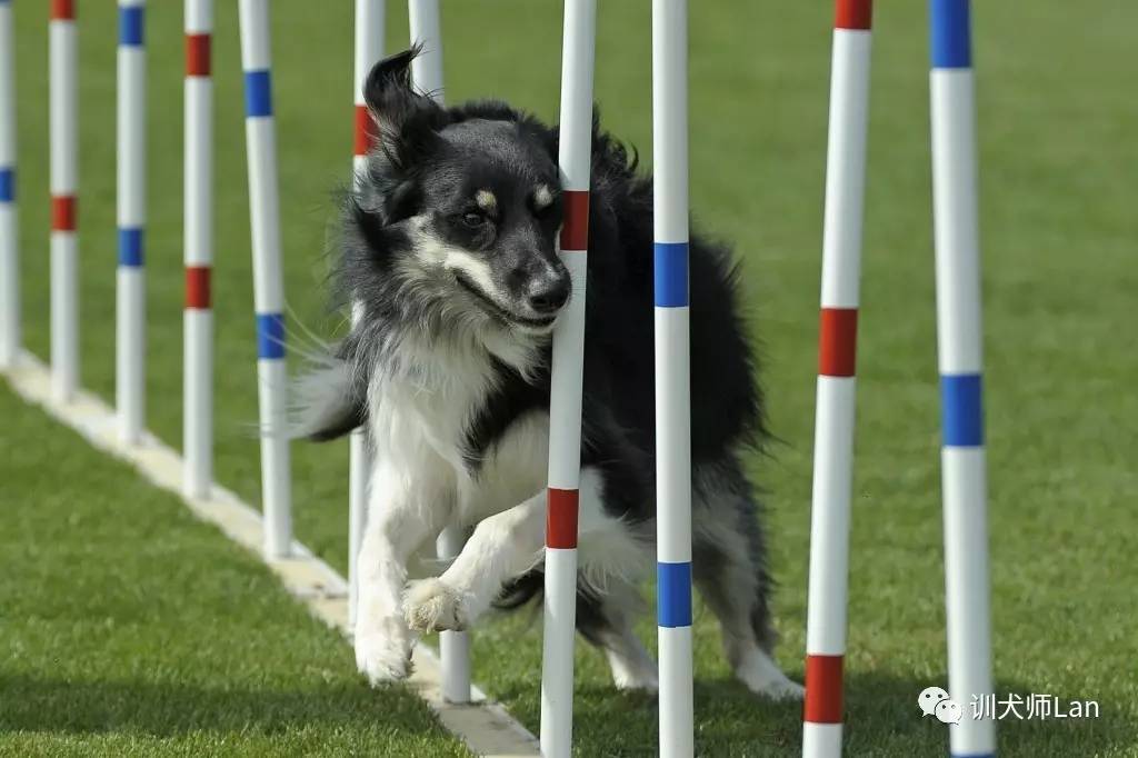 狗狗精力太旺盛了晚上醒了就叫,狗狗10分钟训练4个项目