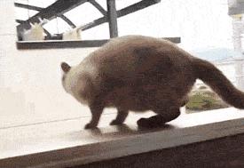 撸猫需谨慎正确亲密接触猫主子,撸猫的时候猫咪是怎么想的