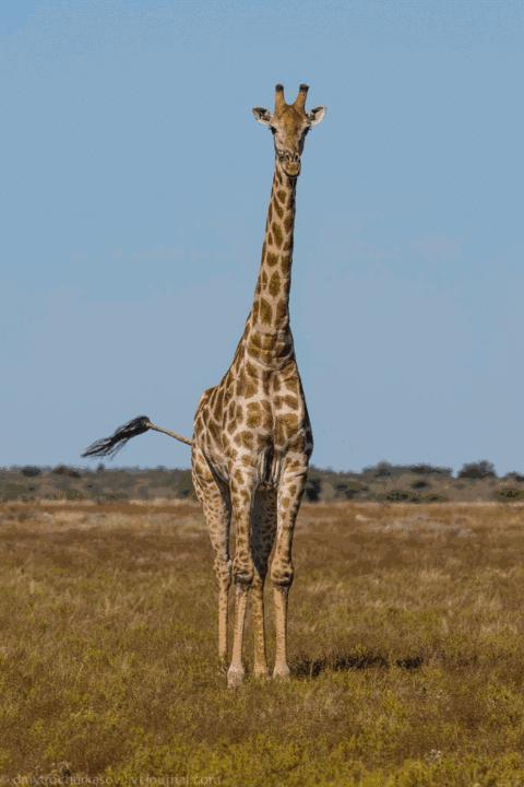 摩洛哥旅游攻略详细图片高清,摩洛哥卡萨布兰卡应该去的地方