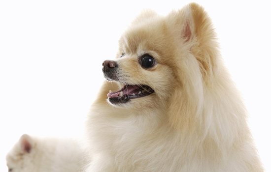 狗狗不想吃东西拉便便正常,狗狗一直呕吐但是便便正常