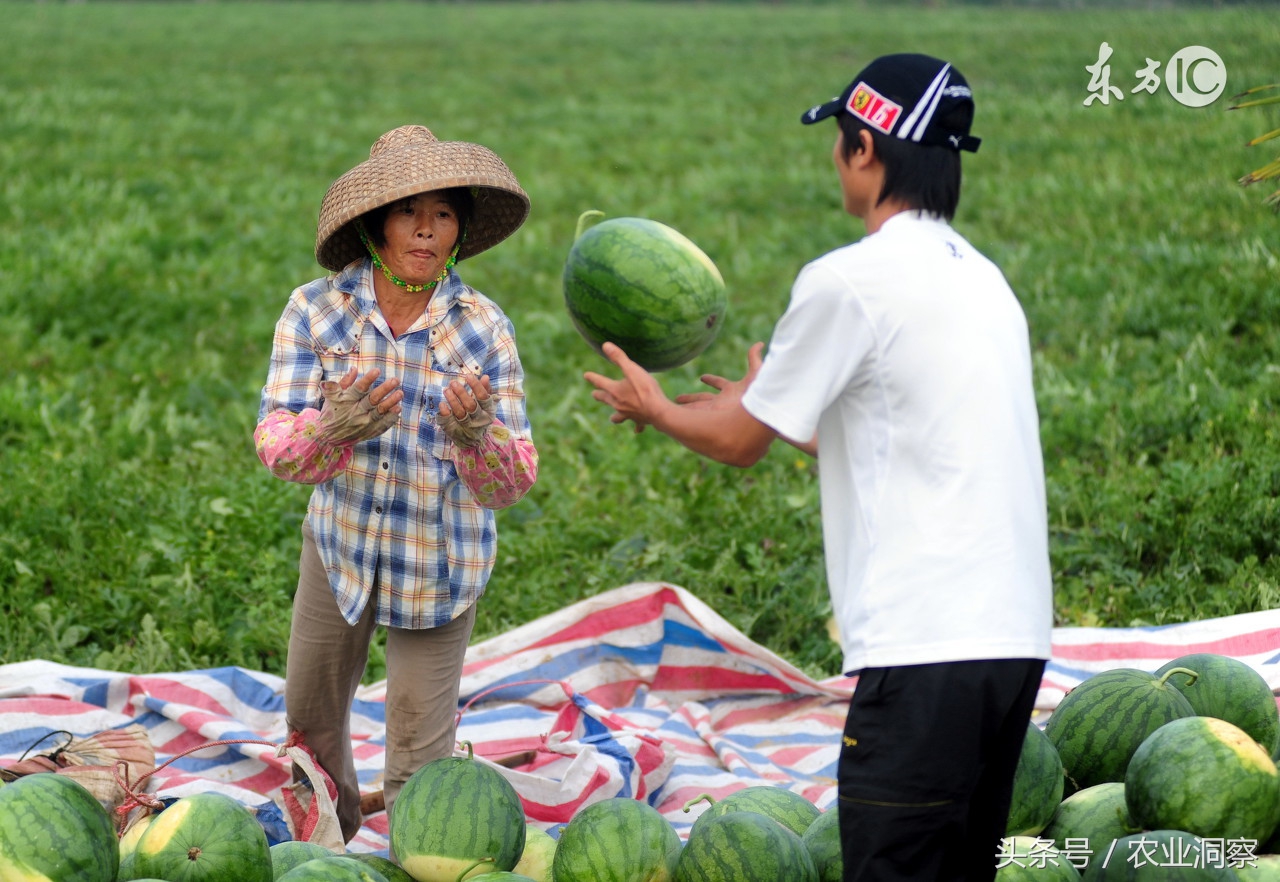 各地西瓜价格最新行情,2023西瓜行情实时报价