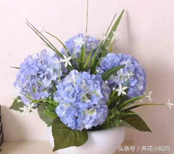 4种超好养的盆栽,耐养又好看的盆栽