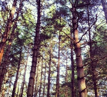 林肯公园是什么时候出名的,为什么叫林肯公园名字