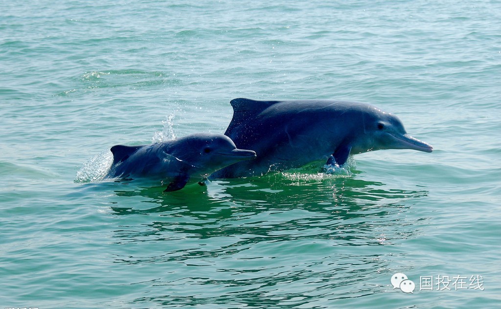 国投钦州发电有限公司的图片,广西钦州国投钦州发电有限公司