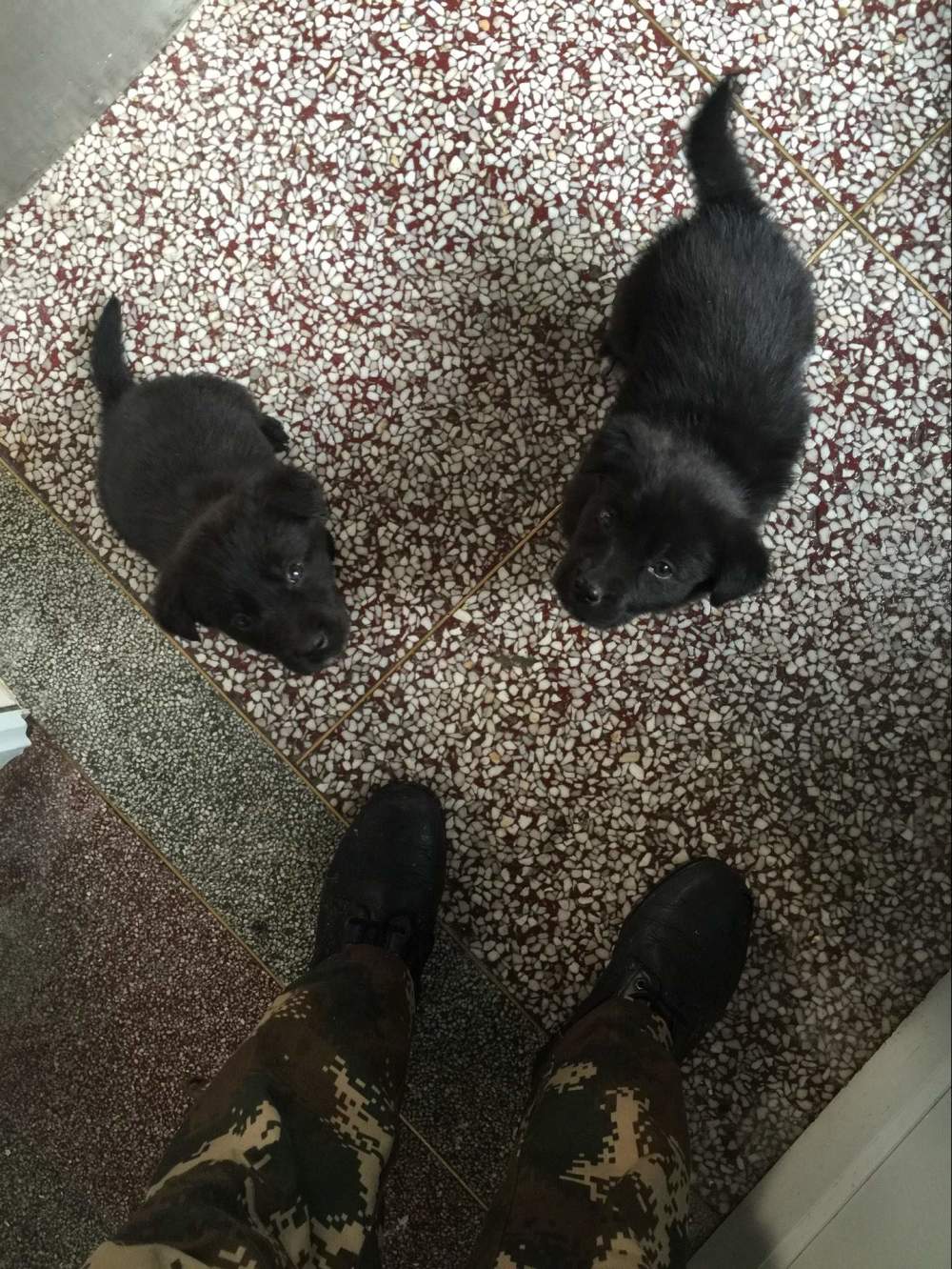 金毛生下来是黑的长大会变色吗,为啥金毛生的有黑的有黄的