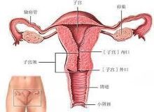 怀孕初期细微的表现,证明怀孕的征兆