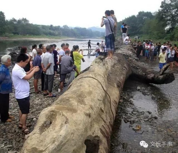 乌木的最新市场交易价格,乌木价格一般多少钱一斤