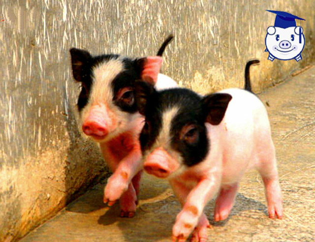 生态养猪让她年入百万,听美女猪倌介绍养猪致富经!