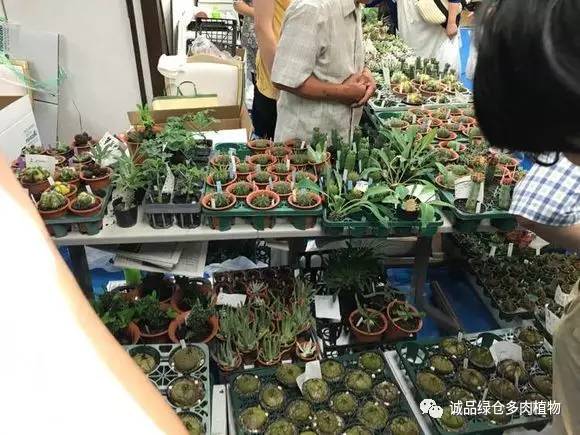 日本特价展会,日本多肉植物博览会