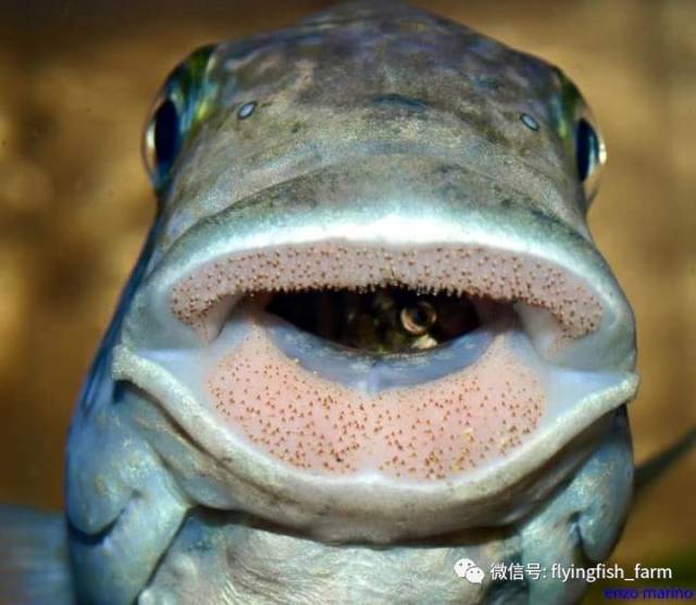 什么叫口孵,口字偏旁的秘密