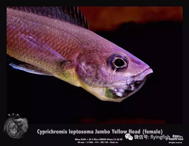 什么叫口孵,口字偏旁的秘密