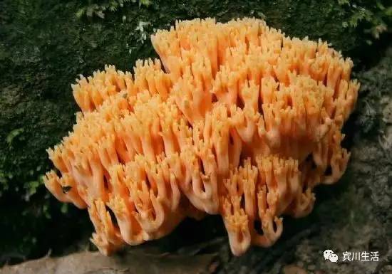 请不要对着手机流口水\^O^/宾川鸡足山正疯长的野生菌