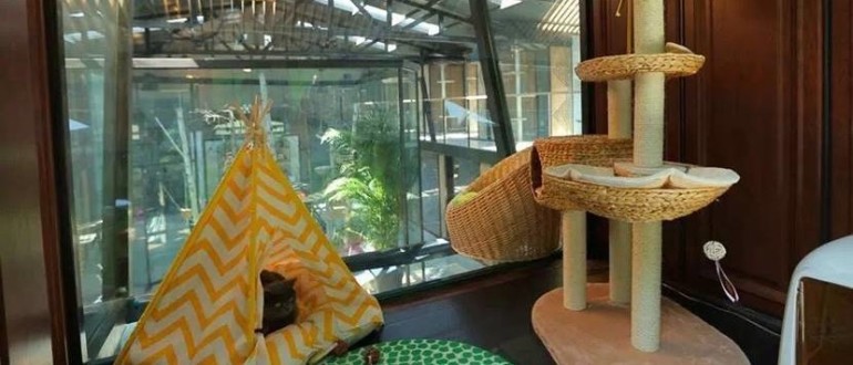 猫咪经济学家,猫咪经济学