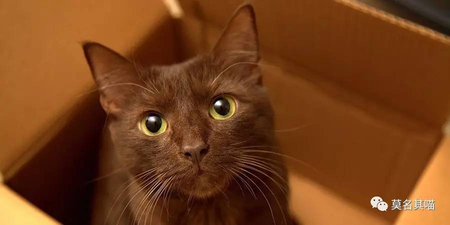 哈瓦那棕猫幼猫,哈瓦那棕猫贵吗值得养吗