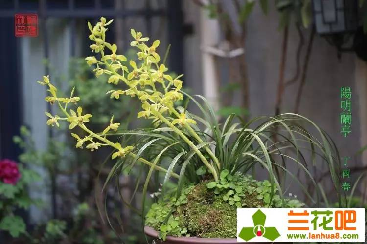 兰草独苗软腐怎么办,兰草茎腐和软腐的特效药