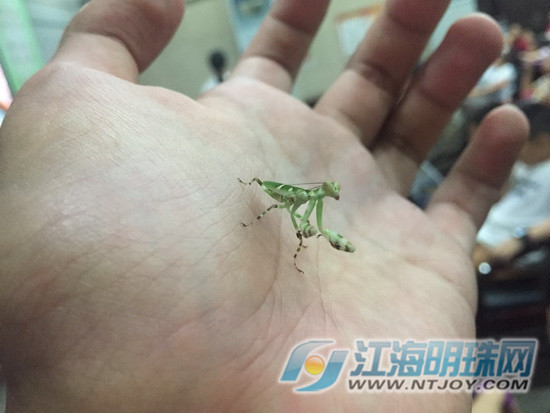 亲近大自然南通博物苑带你走进螳螂的神奇世界