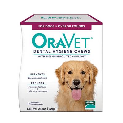 狗中美男子德牧,阿富汗猎犬最有气质的狗