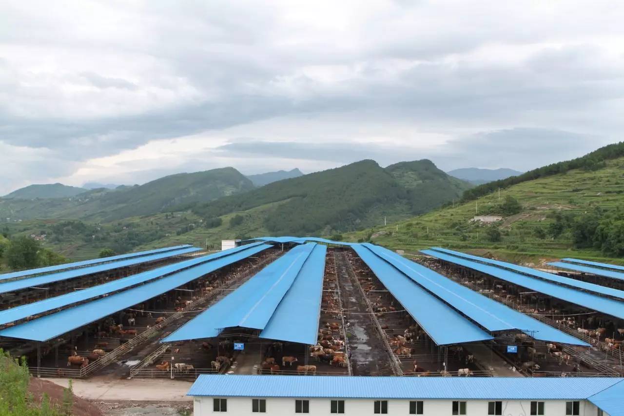 关注丨这家牛肉企业连续亏损5年,盈利后给自己定了一个年产值百亿元的小目标